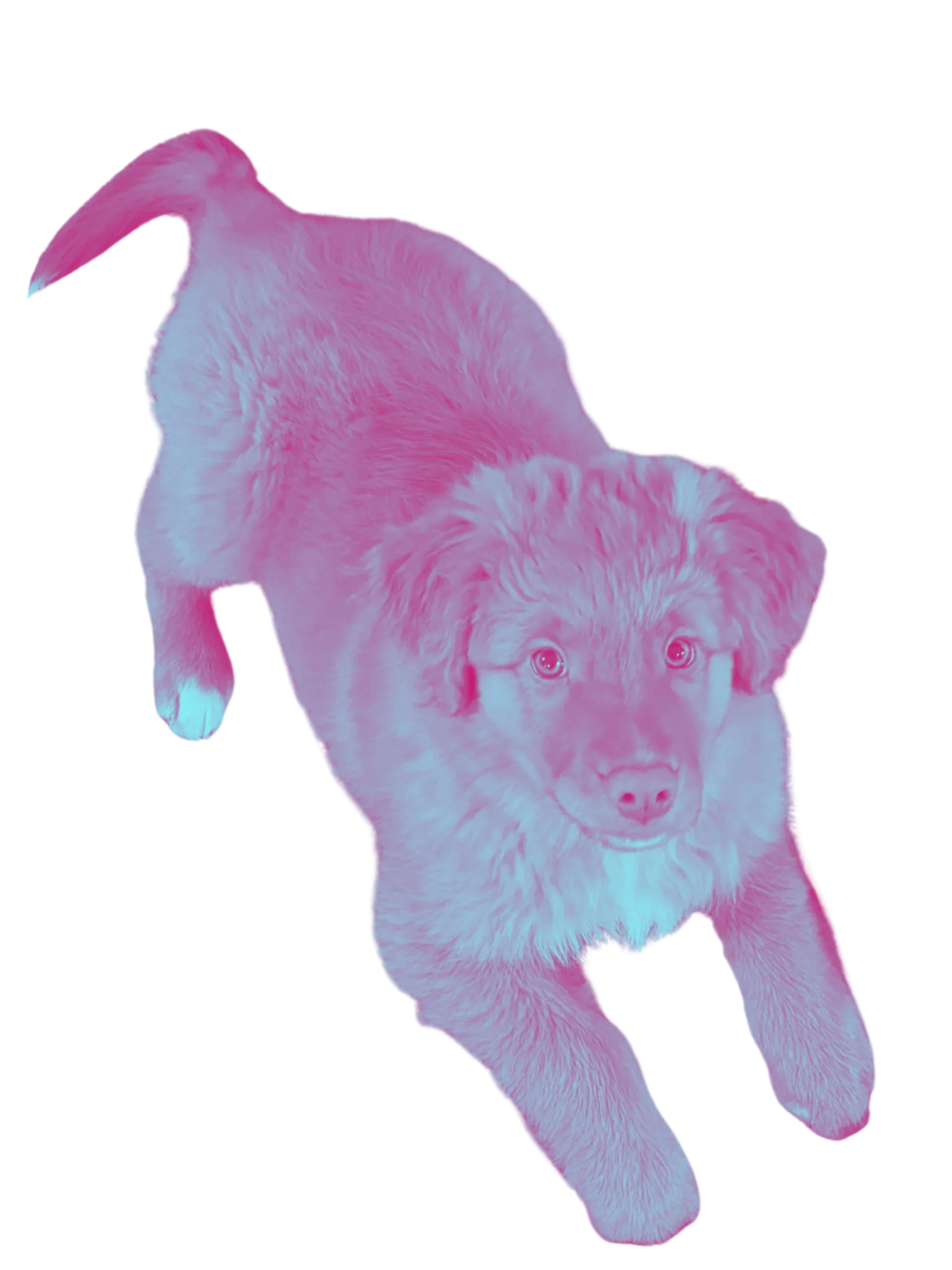 Cody, office hond en Chief Happiness Officer